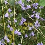 Campanula rhomboidalis Bloem