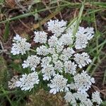 Daucus muricatus Flower