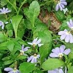 Scaevola plumieri Ліст