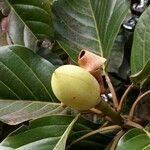 Magnolia hernandezii Плод