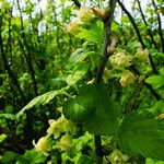 Ribes nigrum Flower