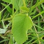 Hibiscus aponeurus Hoja