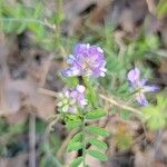 Vicia ludoviciana Blomma