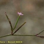 Dianthus nudiflorus Kita