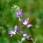 Matthiola longipetala 整株植物