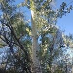 Populus alba Blatt