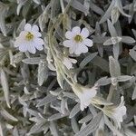 Cerastium tomentosumFiore