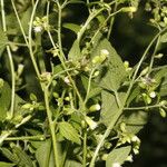 Fleischmannia microstemon Hoja