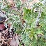 Lavandula multifida Blatt