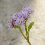 Conoclinium coelestinum Flower