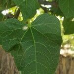 Jatropha curcas Blad