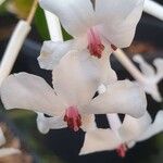 Rhododendron jasminiflorum Цвят