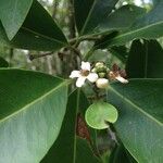 Avicennia germinans Other