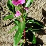 Catharanthus roseus Blad