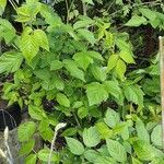 Rubus idaeus Агульны выгляд