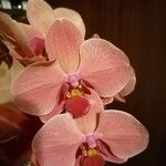 Phalaenopsis amabilisFlower