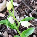 Cephalanthera damasoniumFlower