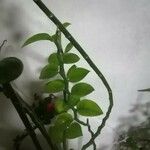 Euphorbia tithymaloides Blatt