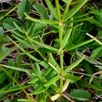 Galium boreale Blad