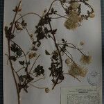 Clematis brevipes Otro