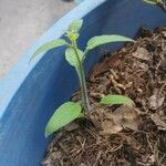 Capsicum pubescens Habitatea