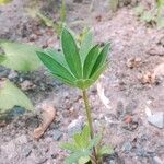 Lupinus polyphyllusBlad