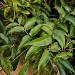 Jasminum polyanthum Leaf
