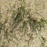 Zostera marina Folha