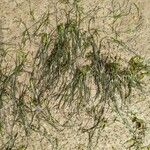 Zostera marina Blad