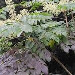 Aralia elata Συνήθη χαρακτηριστικά