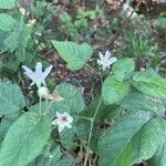 Rubus ursinus 花