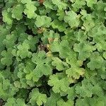 Geranium renardii Leaf