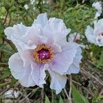 Paeonia rockiiFlower