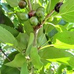 Rhamnus cathartica Fruit