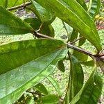 Miconia longifolia Лист