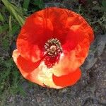 Papaver argemone 花