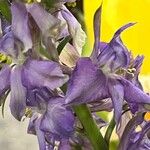 Delphinium elatumЦветок