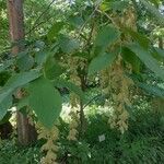 Pterostyrax hispidus फूल