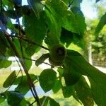 Campomanesia reitziana Leaf