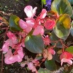 Begonia cucullata cv. 'Doublet Rose Pink' Blatt