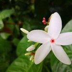 Kopsia singapurensis Flor