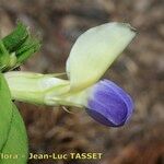 Vicia laeta 花