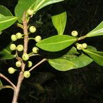 Ficus americana Plod