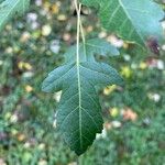 Acer tataricum葉