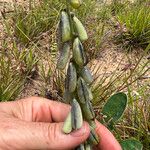 Crotalaria mitchellii Фрукт