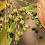 Phyllocosmus lemaireanus Fruto