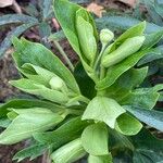 Helleborus foetidus Hoja