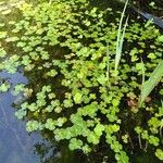 Marsilea quadrifolia Лист