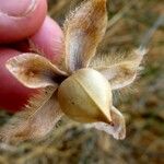 Distimake aegyptius फल