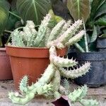 Huernia macrocarpa Flower